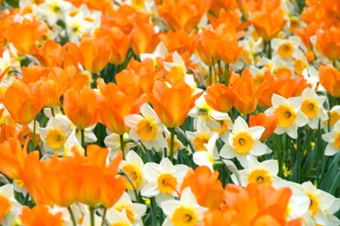 206945 Tulipa Orange Emperor
